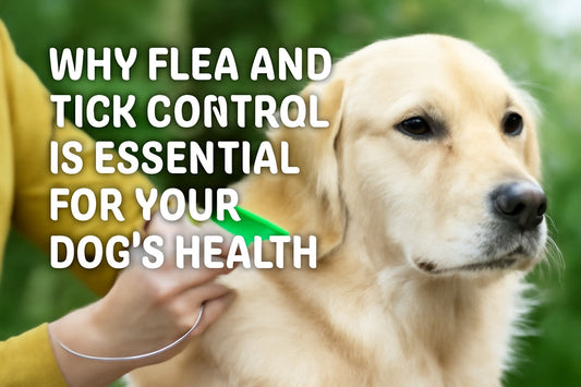 Why Flea and Tick Control is Essential for Your Dog’s Health